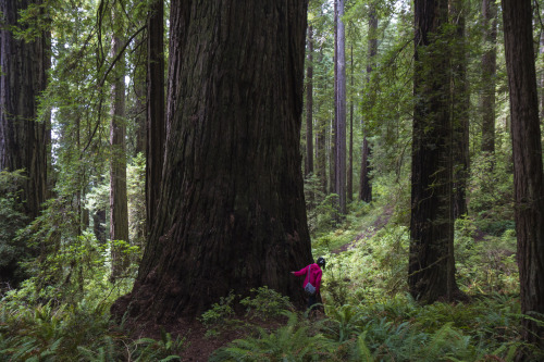 “Explorer”Susie in Del Norte Coast Redwoods State Park. September 2015