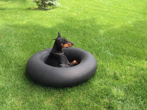 putyouinabettermood:For some reason, Louis is very pleased to have his own inner tube to lay in. via