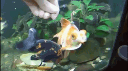 “Disabled goldfish gets harness to help her stay afloat.”