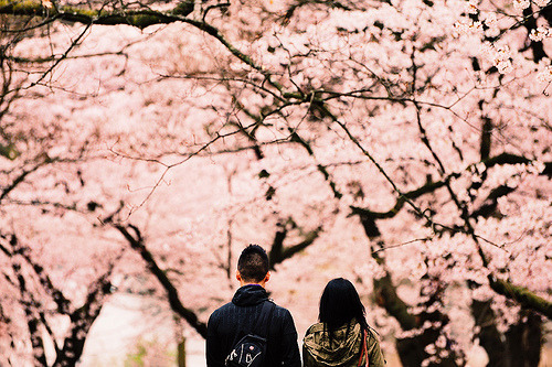 Todos os tamanhos | Just us and the sakuras. | Flickr – Compartilhamento de fotos! on We Heart It - http://weheartit.com/entry/52179988/via/xegy