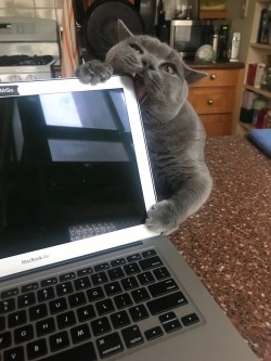 awwww-cute:  It’s hard to work with a cat around (Source: https://ift.tt/2CmMliU)