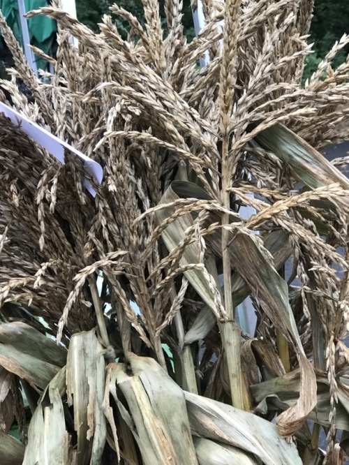 Grain Sorghum to Use for Decoration, Oak Marr Farmers Market, Fairfax, 2017.