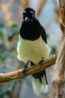 funkysafari:Plush-crested Jay by kuhnmi