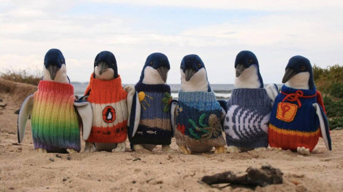 stability:Australia’s oldest man, 109 years old, likes to knit mini sweaters for injured penguins (x