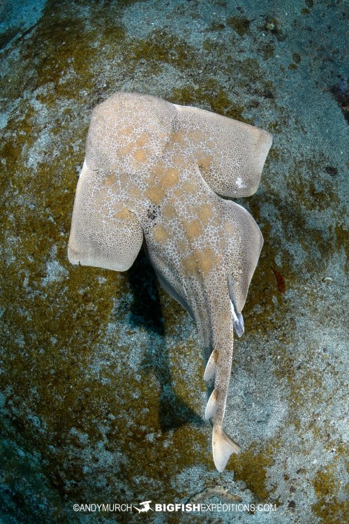 oceansoftheworld: Photo by Andy Murch | InfoThe Japanese angelshark (Squatina japonica) is a species