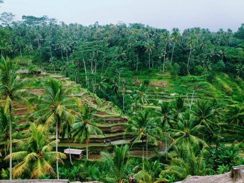 perigradisen:  Rice terraces In ubud  Instagram|| @perigradisen