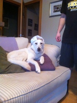 handsomedogs:  Poncho, the lovable all white German Shepherd