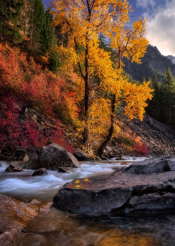 radivs:  October’s Embrace by Candace Bartlett Candace Bartlett:   ”I have a
