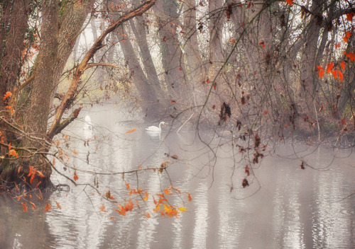 Autumn Sfumato by ceca67 on Flickr.