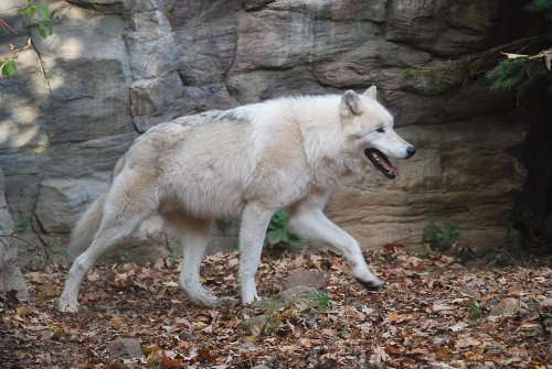 kittje:Photos I took of the gorgeous wolves at Turtle Back Zoo, West Orange, New Jersey