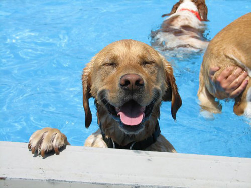 cubebreaker: Thanks to the recent addition of their own 21x41ft pool, dogs at Lucky Puppy in Maybee,