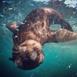 sandylamu:  Swimming with seals, Houtbay,