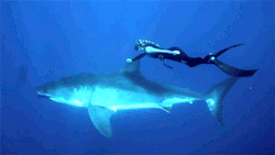 blazepress:  Swimming with a great white