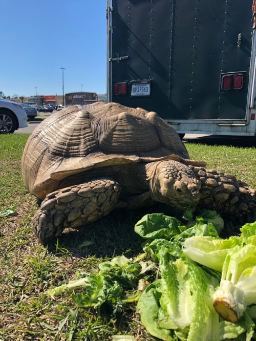 farmersonlydotgov: earthdad: THERE ARE TWO BIG TURTLES HERE AT MY JOB RIGHT NOW Why is the one on th