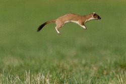 nincobra:Whatever floats your stoat