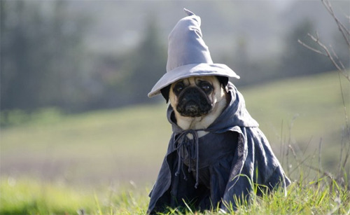 fuckyeahvikingsandcelts:  mamasam:  verycutegirl:  zeeday:  i was trying to find the two pugs that featured in Desolation of Smaug so searched “pugs in The Hobbit” oh boy did i get more than i bargained for  DOG WIZARD  THAT’S WHAT PILBO PUGGINS