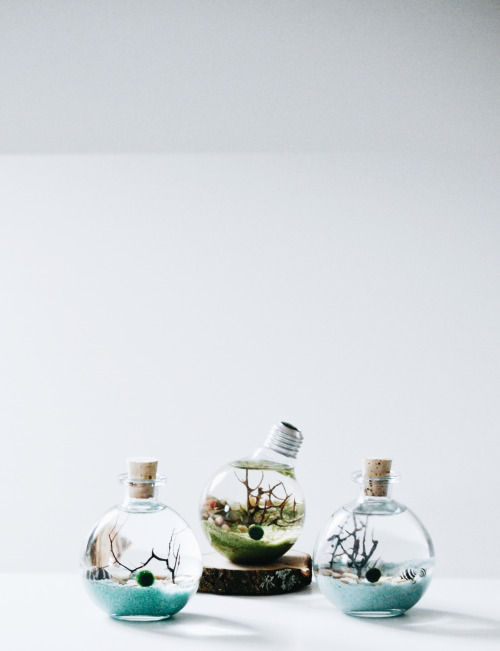 urbankoi:Japanese Marimo terrariums.