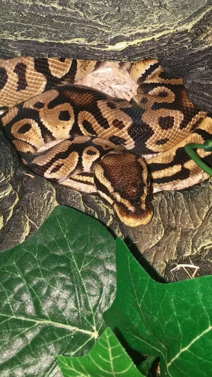 deep-blush:I love my boy so much. He’s so bright and pretty. I already want more snakes but I’m goin