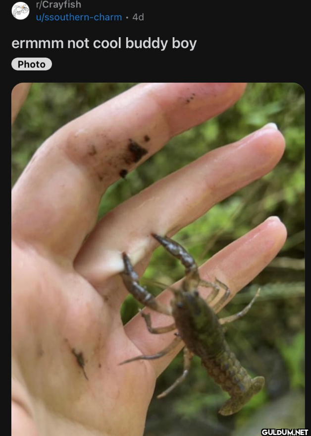 r/Crayfish...