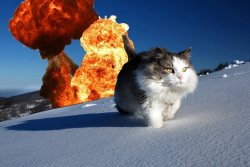budacub:  ghostboyfriend:  Live fast die young bad cats do it well   The cats and the furious 9 looks awesome