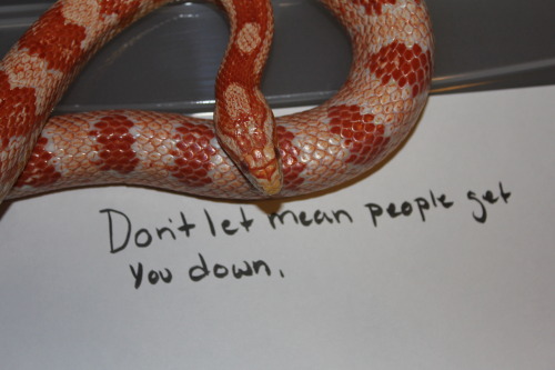 gears-keep-turning:Have some reptile words of encouragement from Kaylee, Digit, and Wedgie to help w