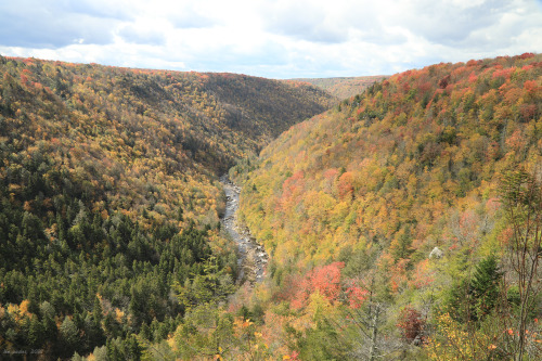 Above is a sampling of the fall colors from this past weekend at Blackwater Canyon. Due to the extre