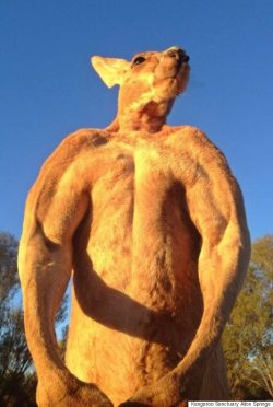 thaunderground:  huffingtonpost:  Meet Roger, An Incredibly Buff Kangaroo That Crushes Buckets  I’m trying to make kangaroo gains