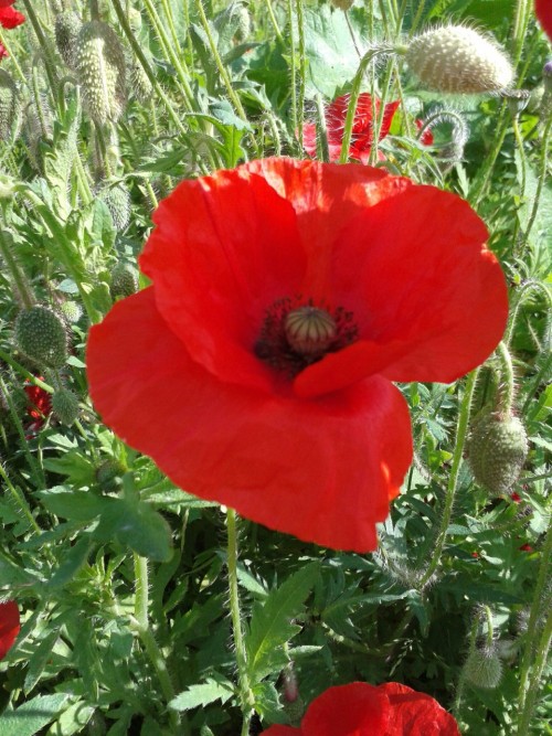 Jolie Coquelicot Nouveau