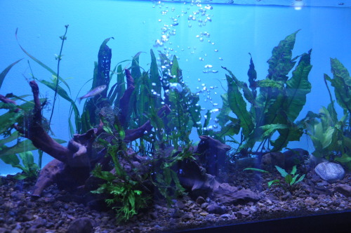 Got to STOP doing that ! Every time I visit my local pet shop I feel sorry for the feeder fish ( min