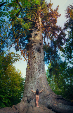 newdaynewbackyard: Hugging the world’s largest spruce tree. Lake Quinault, Washington. August 27th, 2016. 