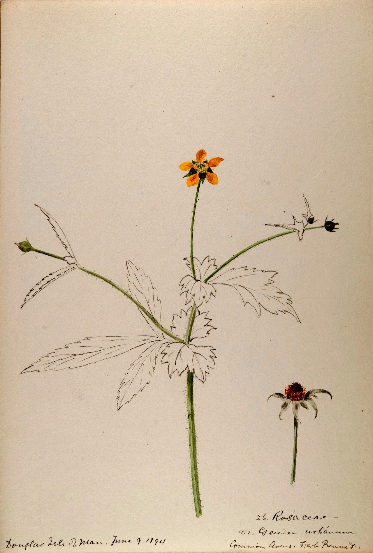 wapiti3:  Water-color sketches of plants of North America and EuropeBy Sharp, Helen.