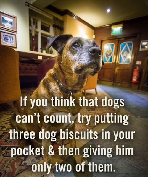 advice-animal:  If you think dogs can’t count…http://advice-animal.tumblr.com/
