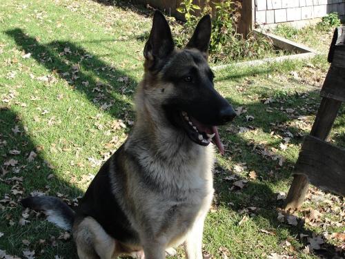 handsomedogs: This if my first dog, Hrothgar! He is a gigantic 100lb. German Shepherd who is like Ho