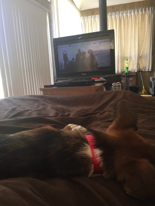 Puppy cuddles and John Wayne, relaxing morning before work