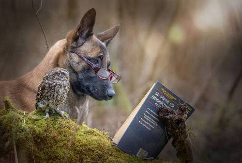 avianawareness:The Unlikely Friendship Of A Dog And An Owl by A Professional Animal Photographer Tan