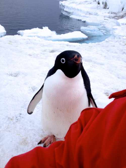 jynnne:I was sitting on sea ice when I heard a little peep over my shoulder.