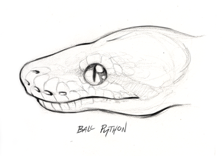 skullbird:  Sketches of various constrictor profiles, attempting to help illustrate that these snakes don’t just vary in color and size, but there’s tons of variation even down to facial structure.This was a fun exercise~ 