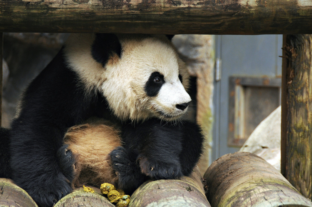 fuckyeahgiantpanda:  Xi Lan at Zoo Atlanta, Georgia, on December 26, 2012. © TAIwiffic.