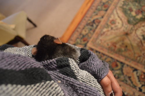 blobratcentral: oswald was in my pocket for a long time yesterday evening. (then today he curled up 
