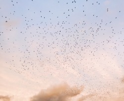 Thewillowandfox:  Those Lil Black Dots Are All Birds. We Were Driving Down The Highway