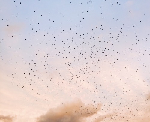 thewillowandfox:Those lil black dots are all birds. We were driving down the highway and all of a sudden a storm of birds whirled above us in a giant cloud. A beautiful sight that I think about a lot.