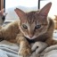 employedcat