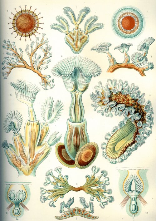 microminutes:Stuff in My OfficeDr Warhol’s Periodic Table of MicrobesFrom: Ernst Haeckel’s book Kuns