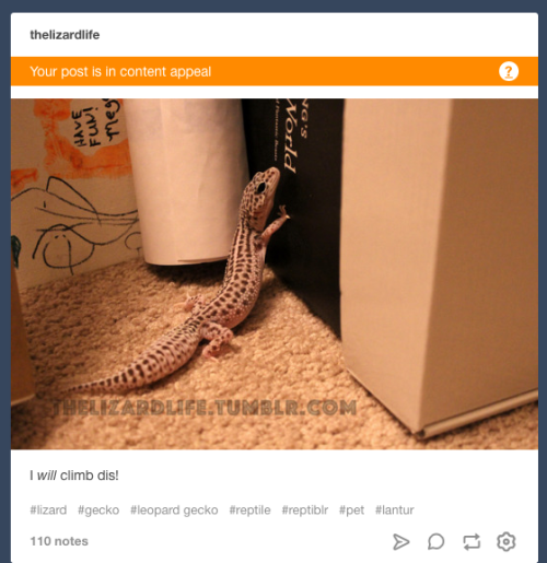 Yeah, not even I am safe from the Tumblrpocalypse.11 flagged posts in total&hellip;and they were