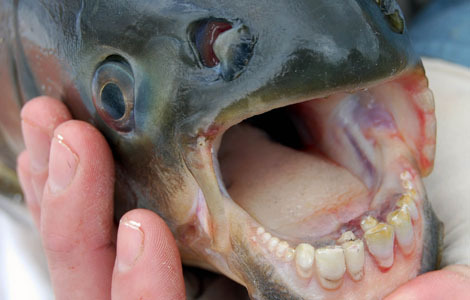 Pacu (genera Metynnis, Mylossoma and Myleus) These fish are sometimes mistaken for piranhas, and indeed they are related. However their blunt teeth look more like a human’s, and they will eat almost anything (including other, smaller fish). Captive