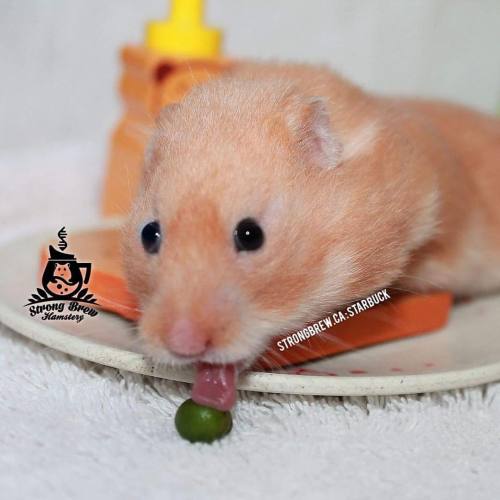 strongbrew-hamstery:I just. I can’t. Hamsters man. Hamsters are the best. #Starbuck wins at li