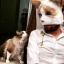 pastordegatos