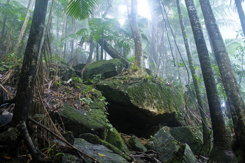 The Dense Wilderness of El Yunque by Michael J. Roldán Cabán on Flickr.