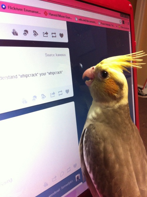 sunnybutte:The baby cockatiel was trying really hard to eat the cursor. Also he’s five weeks old tod