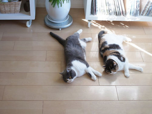 hunky-bat:  synchronised catting 